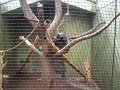 zoo 082